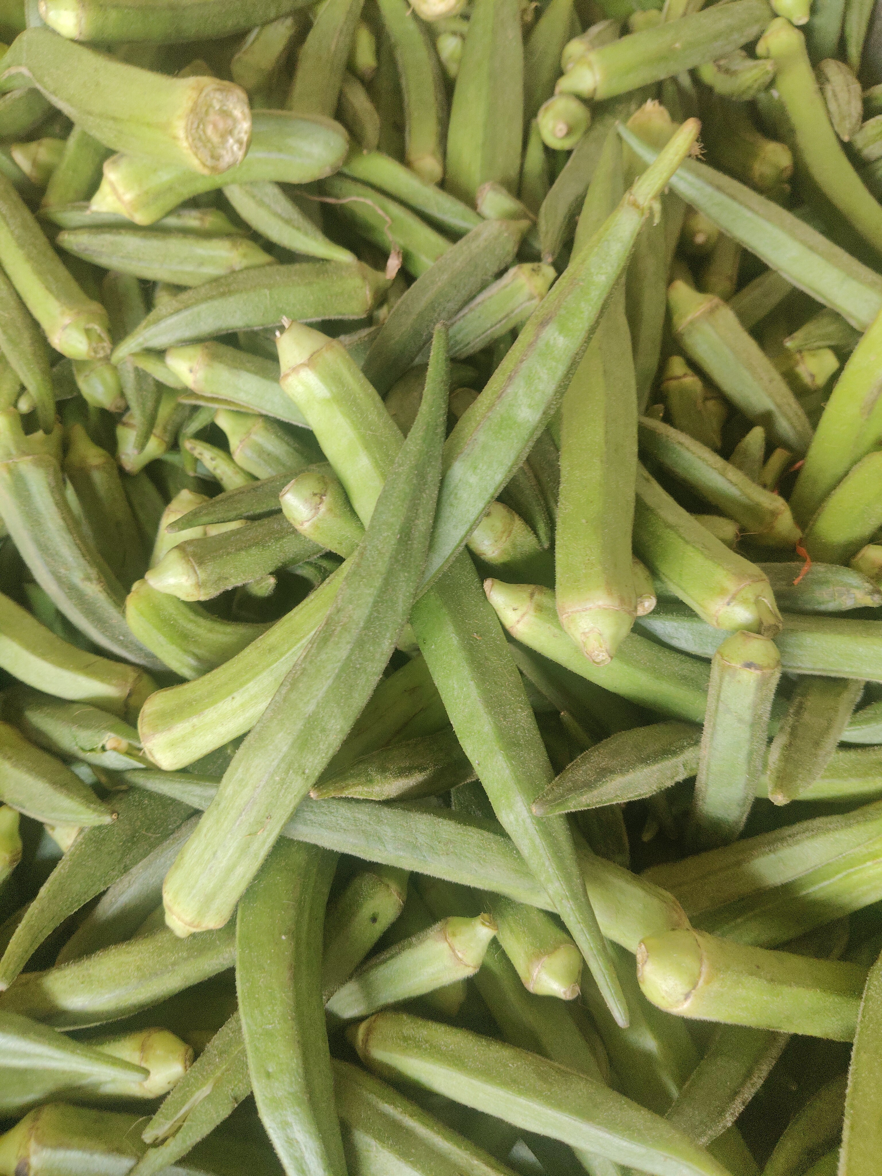 Lady finger(bindi)